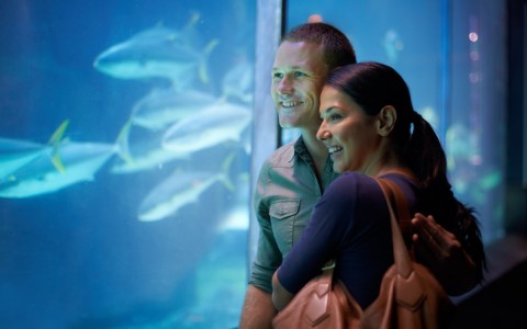 couple at aquarium