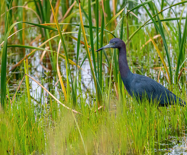 Black bird in a wetland