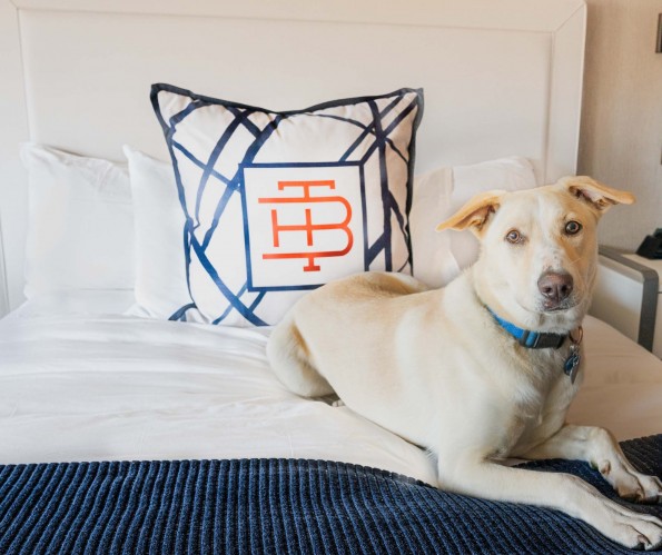 bri dog friendly bed 02 lr