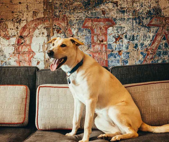 dog on couch in lobby