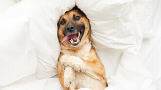 pup package5