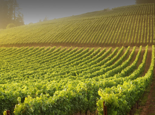 Vineyard on a sunny day