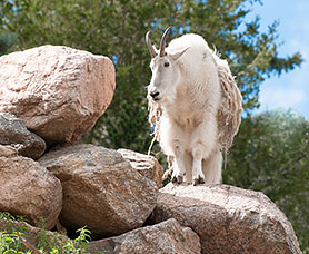 a goat standing on top of a rock at the Cheyenne Zoo