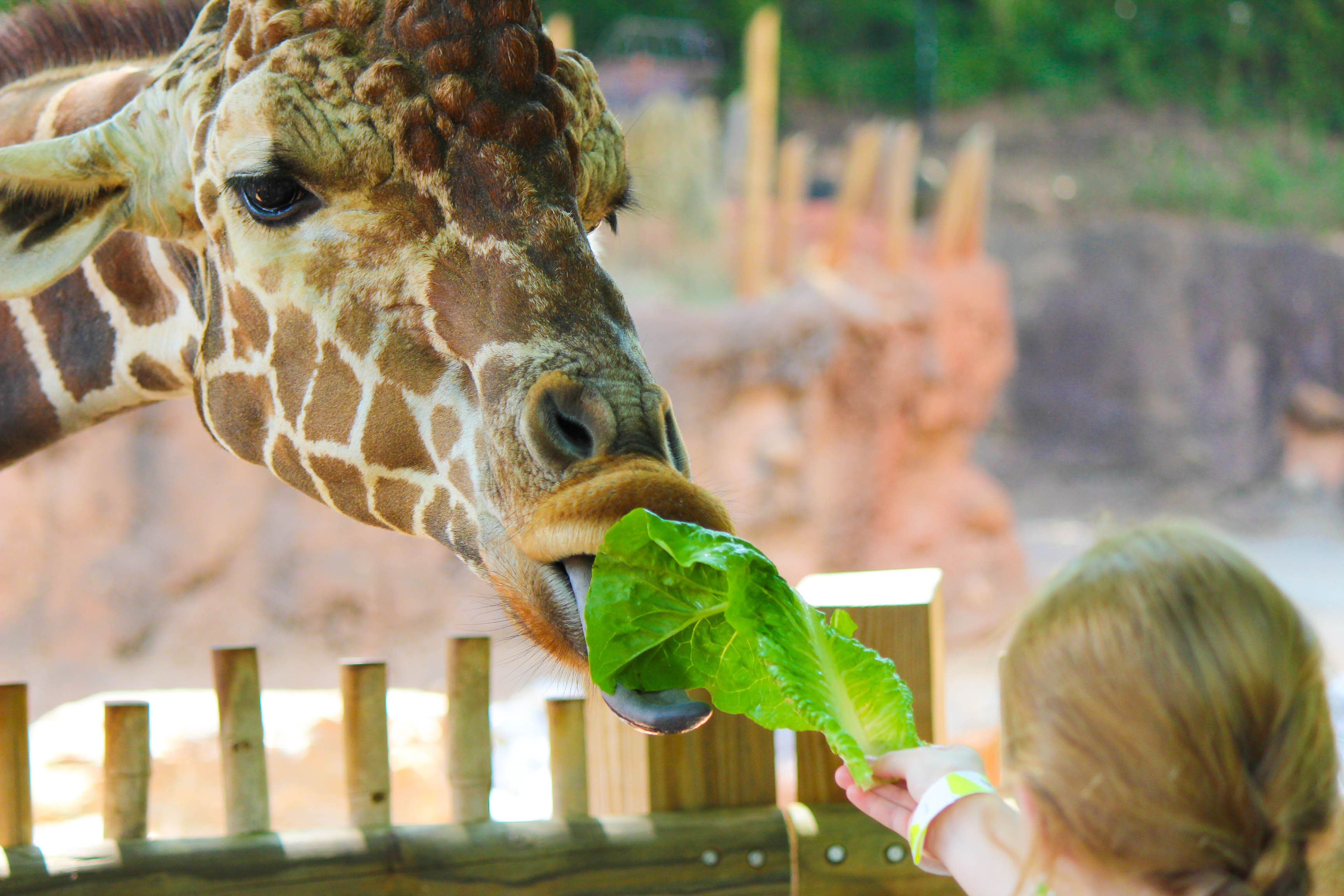 Zoo on the Mountain