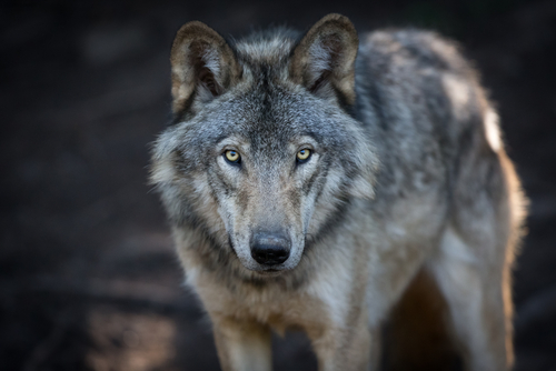 Meet Beautiful Wolves at This Exclusive Event