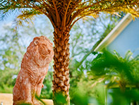 lion statue and palm tree