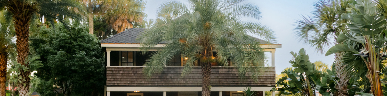 palm tree