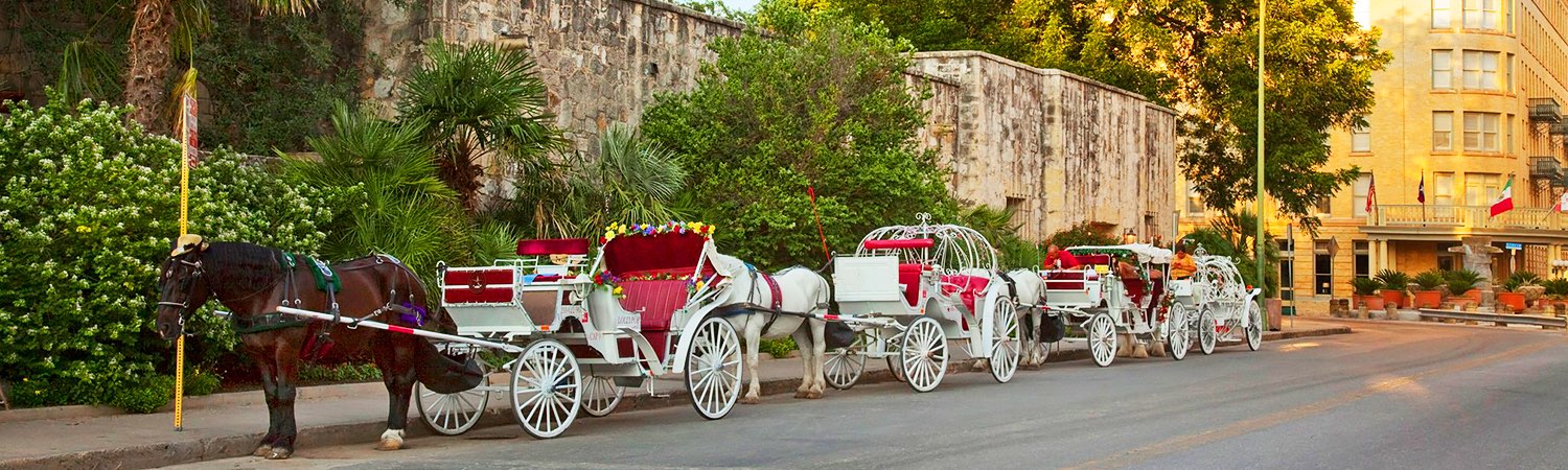 line of white horse drawn carriages on the side of a street