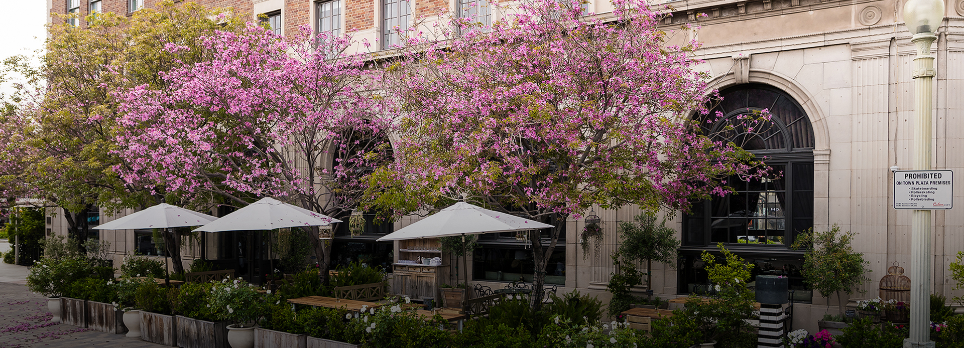 exterior of hotel with cherry blossoms
