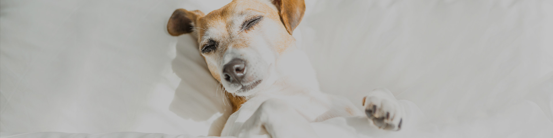 desoto hero pet friendly