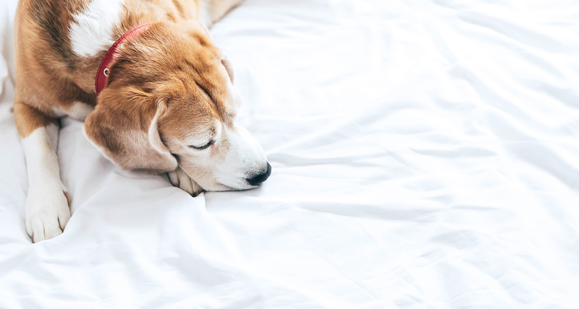 overhead view of a brown and white dog laying on a bed