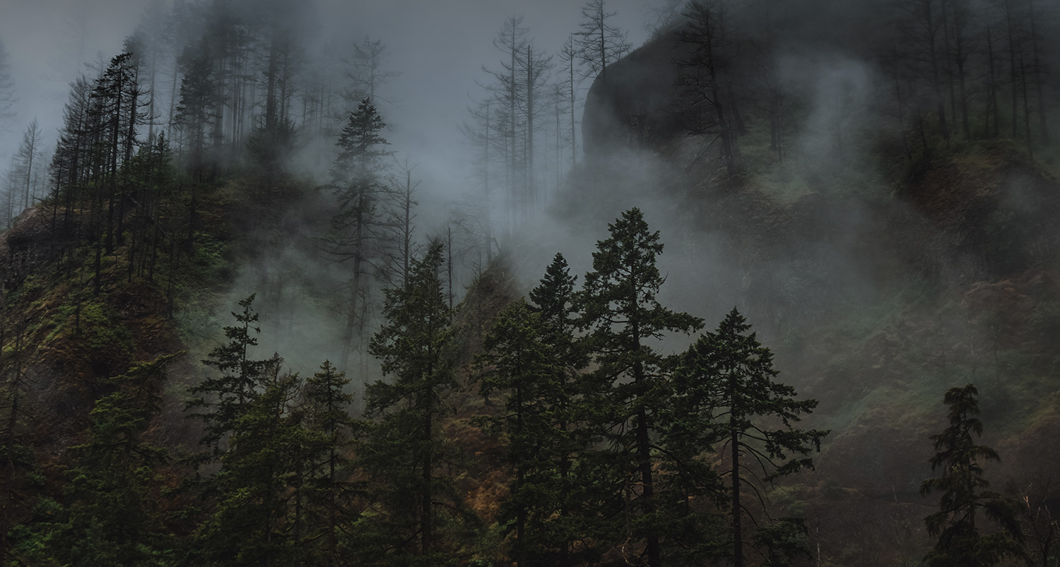 Tall green trees with clouds and fog.