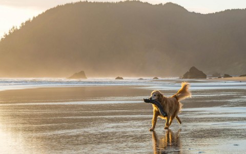 A golden retriever with a stick in their mouth on the beach with the sun setting.