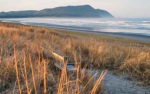 A wooden bench with tall grass all around and the beach to the right.