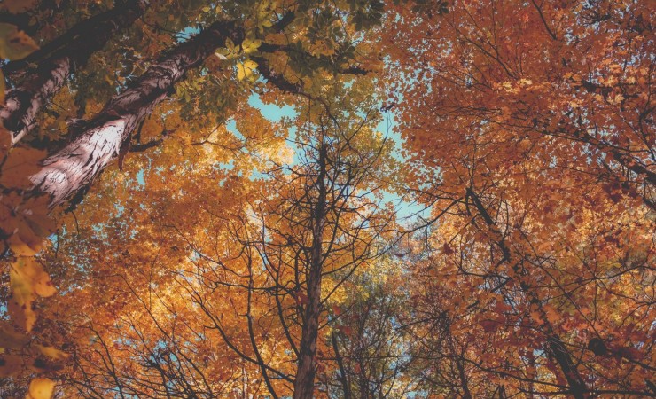 the view of tree tops in fall with orange and yellow leaves