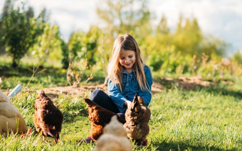 View of a little girl playing with chickens outdoors