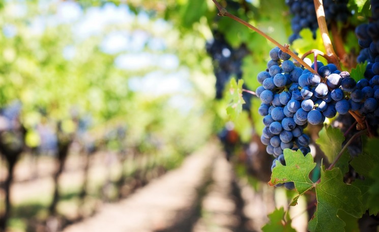 Vineyard with pruple grapes