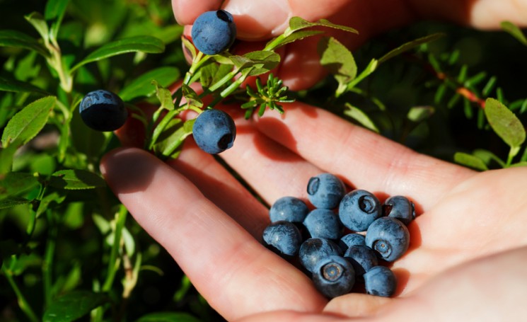 close up of hands picking blueberries