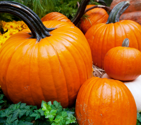 view of pumpkin patch