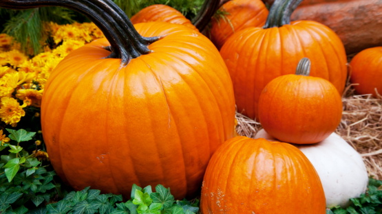view of pumpkin patch
