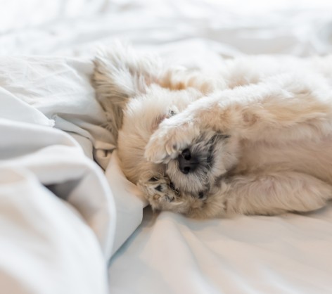 furry dog in white bed sheets