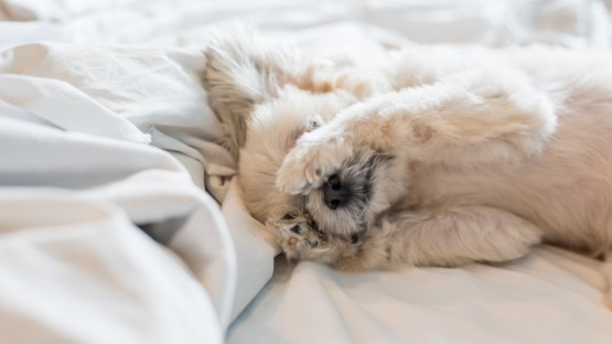 furry dog in white bed sheets