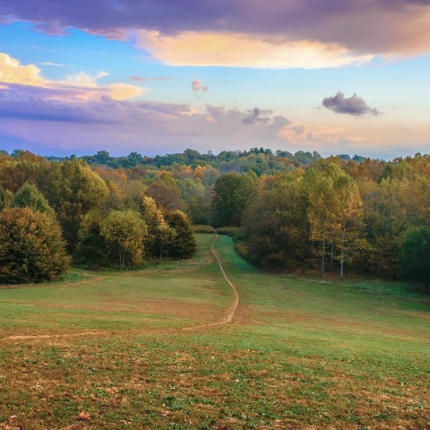 view of an open field with lots of trees