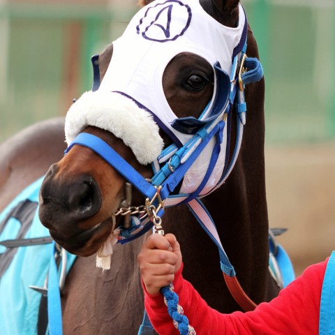 racehorse wearing a face covering