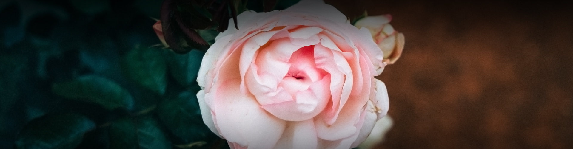 pink flower
