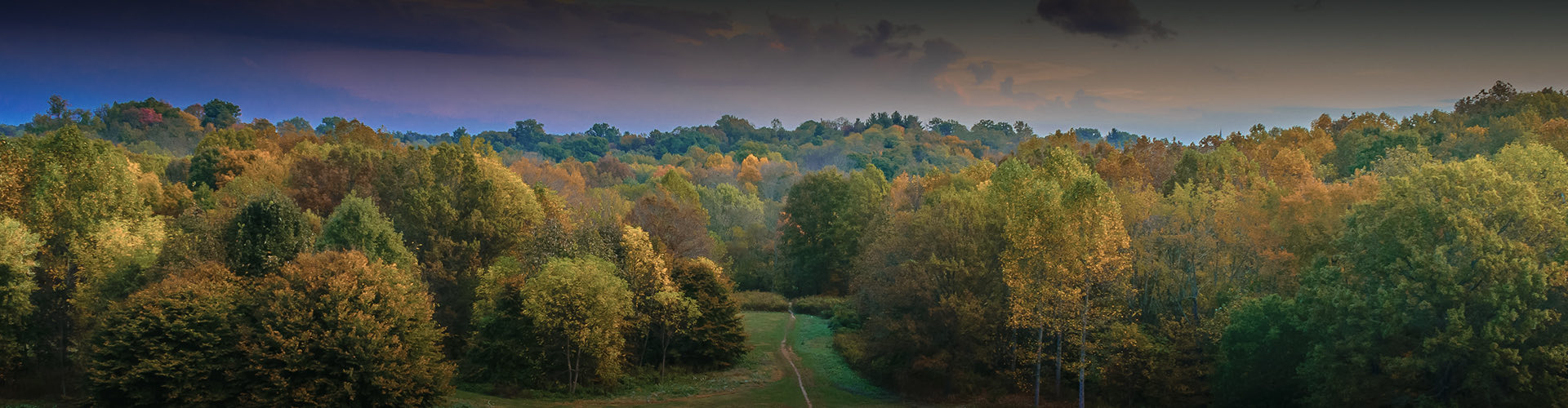 view of lots of trees together