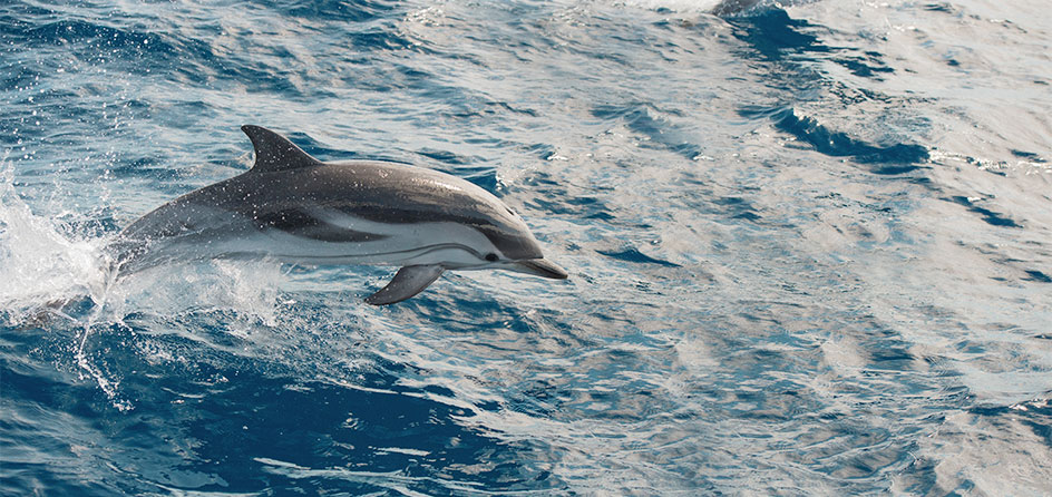spinner dolphin jumping out of the water