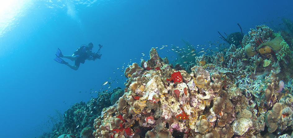 person scuba diving over a coral reef