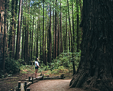 person standing at the base of huge a redwood tree