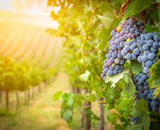 ripe wine grapes in a vineyard