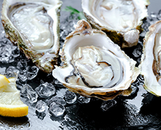 close up of shucked oysters on ice