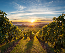 scenic view of a winery at sunset