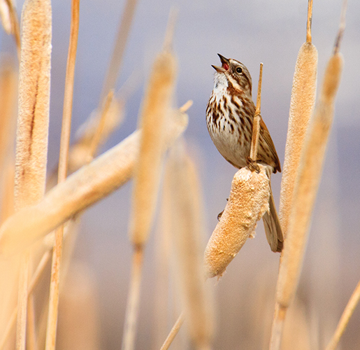 little bird sitting on wheat plant