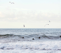 small birds playing in the ocean