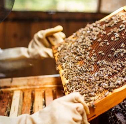 someone working on beehive