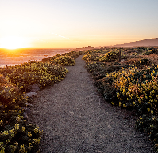 dirt pathway at sunset with yellow flowers