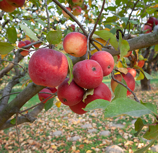 bright red apples growing on a tree