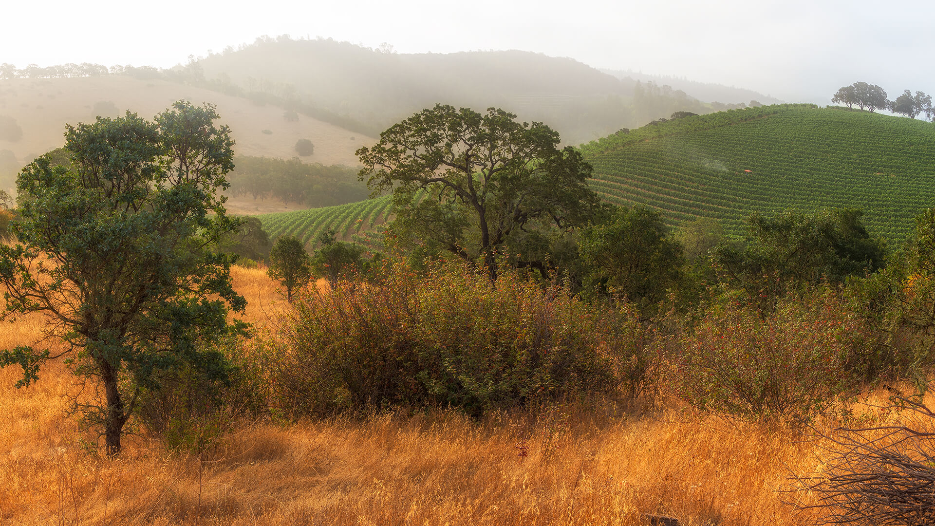 Russian River Valley The Lodge At Bodega Bay   Bodegabay Header Russian River Valley 61ad8c996eabb 