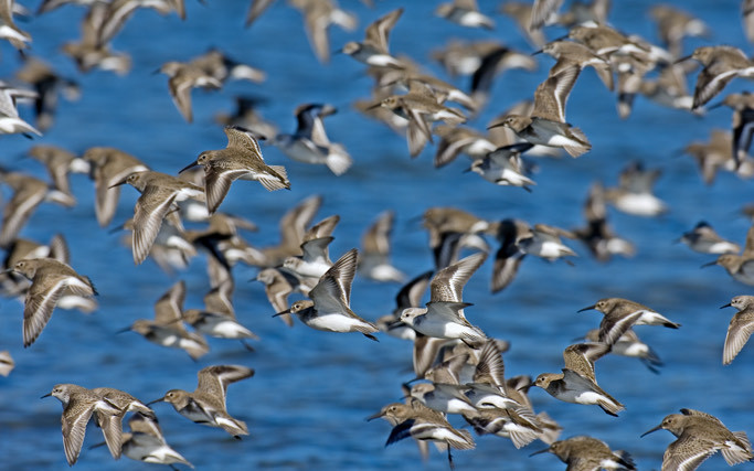 Bodega Bay, It’s for The Birds