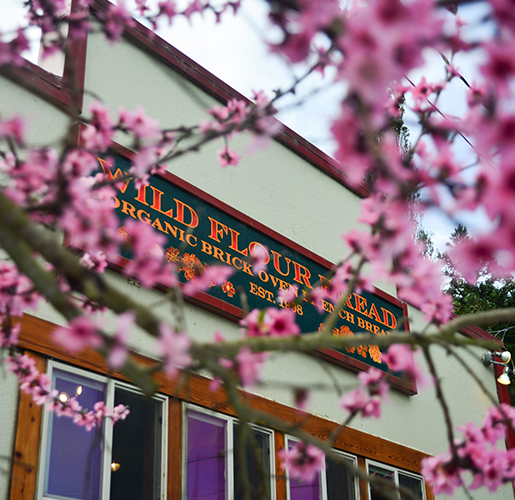 exterior of wild flour bread bakery