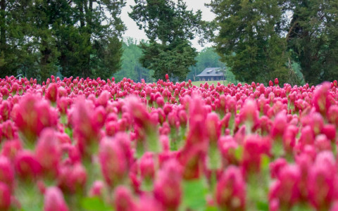 view of pink tulips 