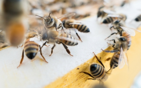 close up of bees