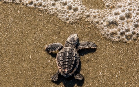 little turtle going to the sea