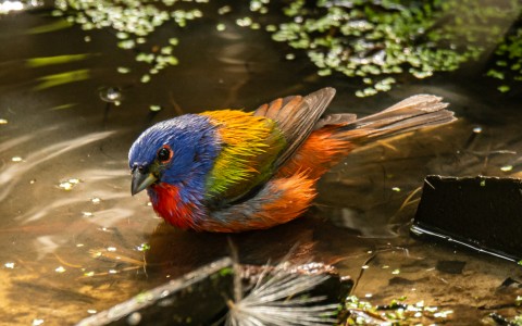 rainbow bird in the water