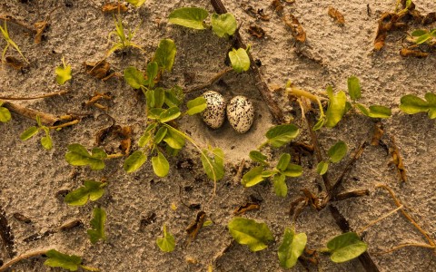 turtle eggs in the sand 
