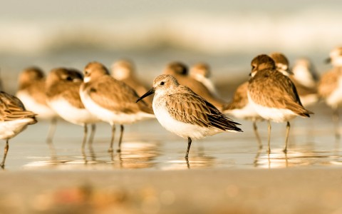 close up of birds on the beach 